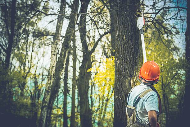 Tree Care